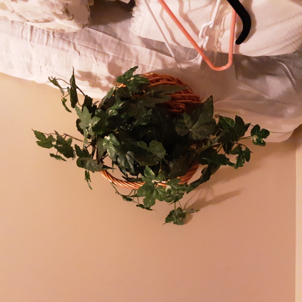 Very pretty plant in basket